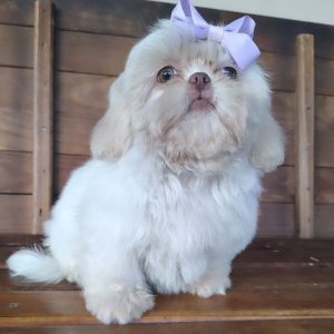 Adoptable Shih Tzu Dogs