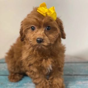 Affectionate Puppies adoption