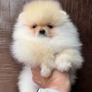 Animal Adoption