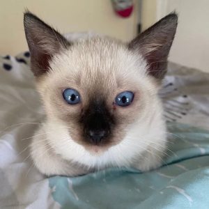 Applehead Siamese Kittens