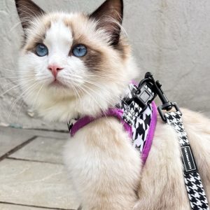 Blue Eyed Ragdoll Kittens