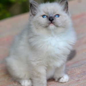 CFA Ragdoll Kittens