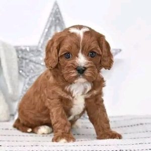 Cavapoo Breed