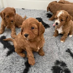 Cavapoo Dog
