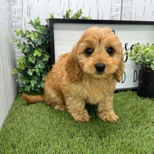 Cavapoo Dogs
