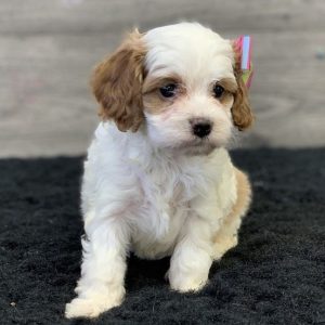 Cavapoo Puppies