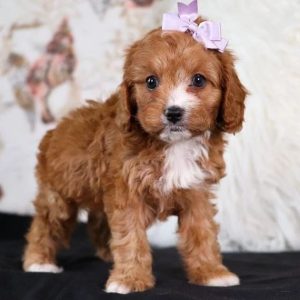 Cavapoo Puppy