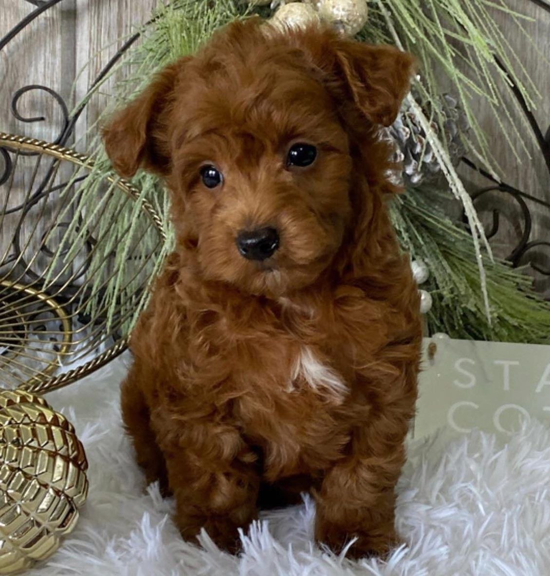 Cavapoo Puppy Adoption