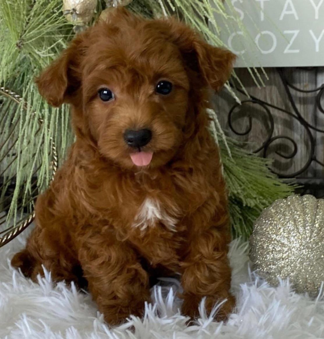 Cavapoo Puppy Adoption