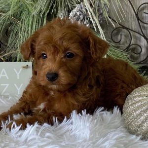 Cavapoo Puppy Adoption