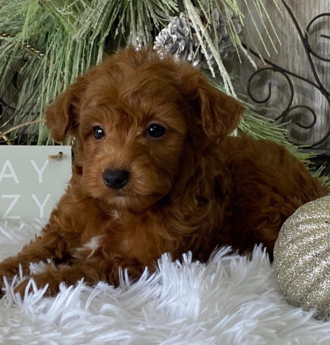 Cavapoo Puppy Adoption