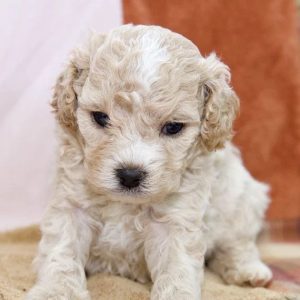Companion Dogs adoption