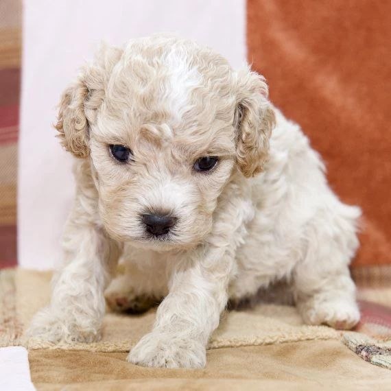 Companion Dogs adoption