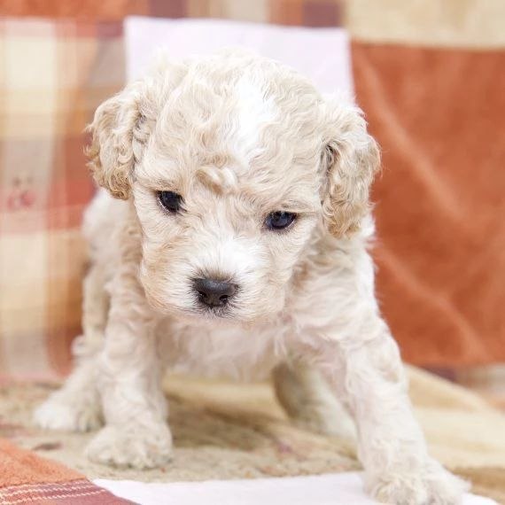 Companion Dogs adoption