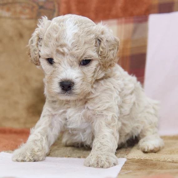 Companion Dogs adoption