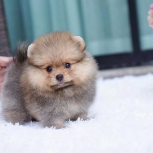 Companion Pet Adoption