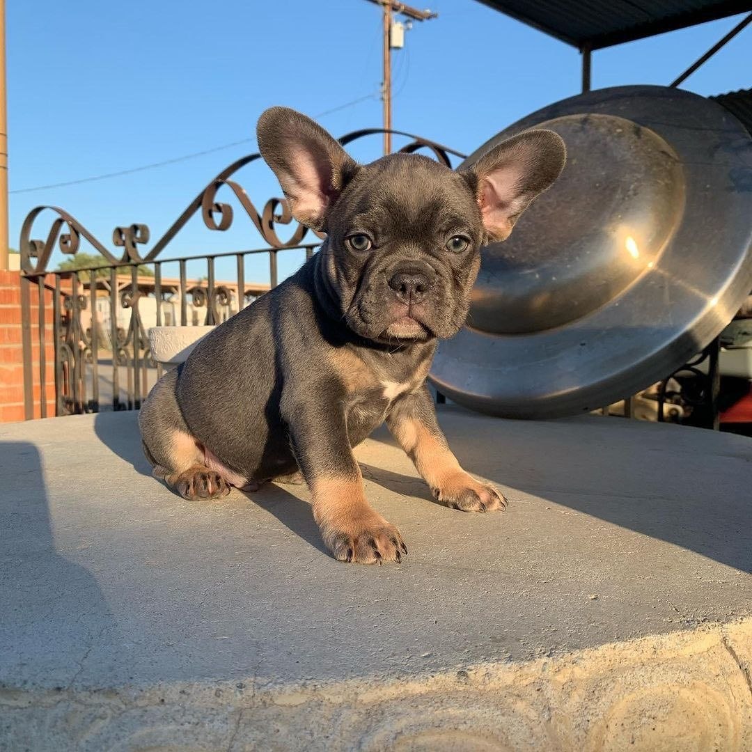Companion Pets Available