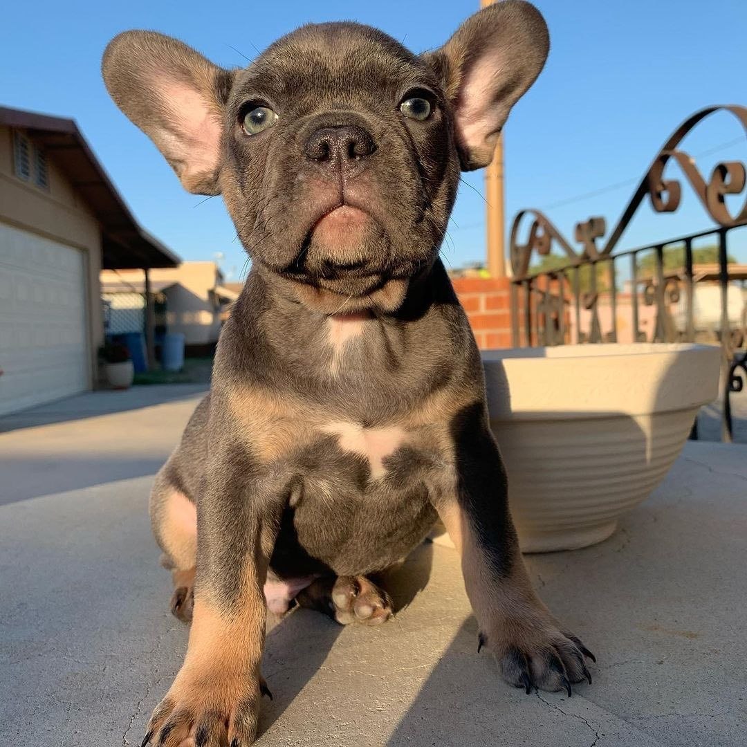 Companion Pets Available