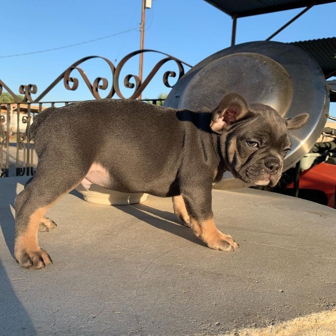 Companion Pets Available