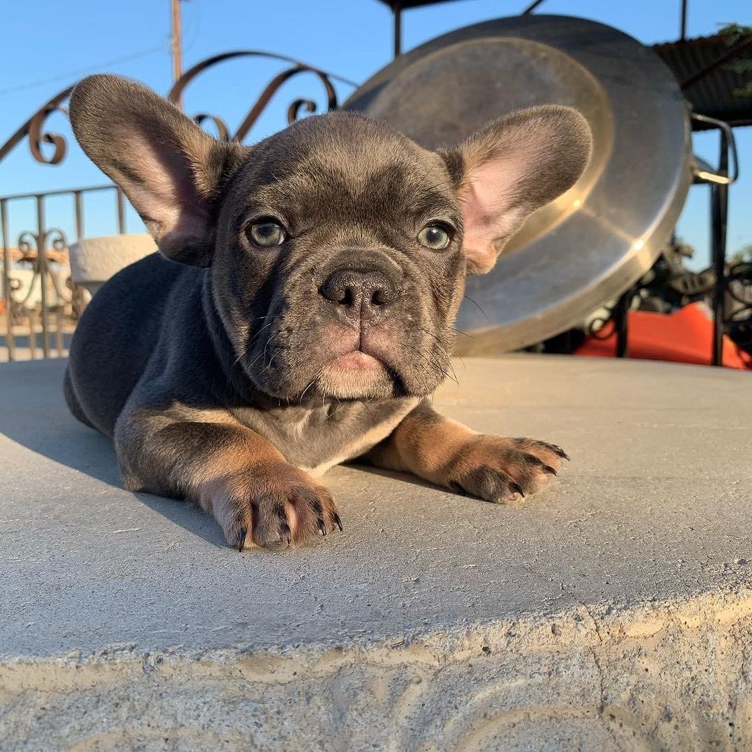 Companion Pets Available