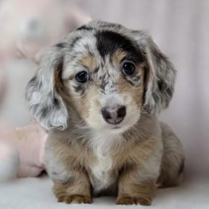Companion Puppies