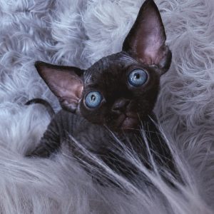 Curly Coated Devon Rex Kittens