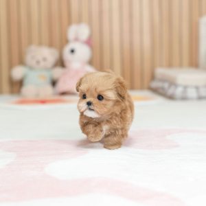 Cute Shih Tzu Puppies