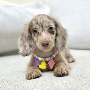 Dachshund