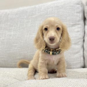 Dachshund Dog