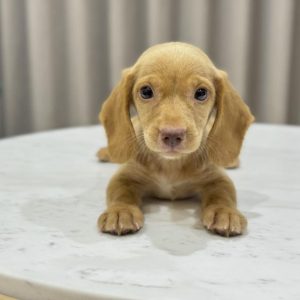 Dachshund Dogs