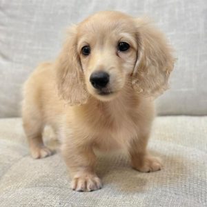 Dachshund Puppies