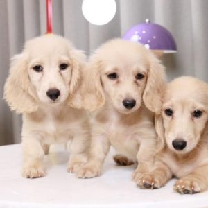 Dachshund Puppy