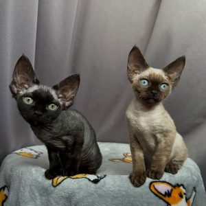 Devon Rex Cat