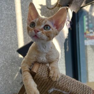 Devon Rex Cat Breed