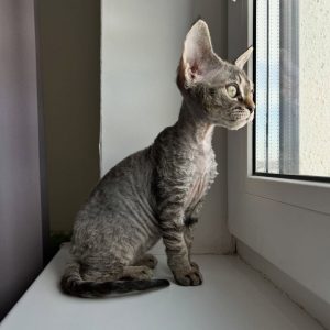Devon Rex Cats