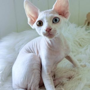Devon Rex Cats USA