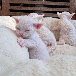 Devon Rex Cats for Adoption
