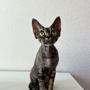 Devon Rex Kitten
