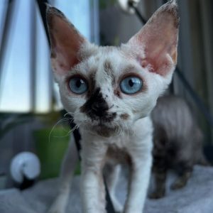 Devon Rex Kittens