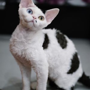 Devon Rex Kittens Available