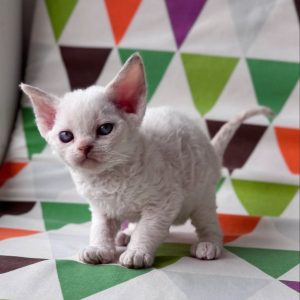 Devon Rex Kittens for Adoption