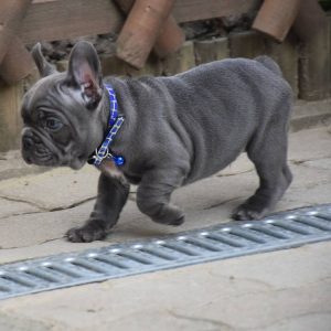 Dewormed Puppies adoption
