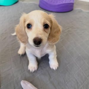 Dog Adoption