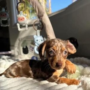 Dog Rescue adoption