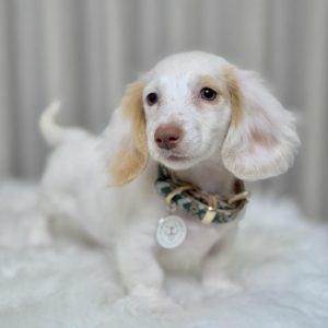 Doxie Dog