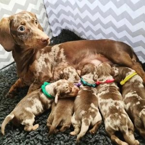 puppies