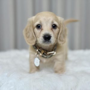 Doxie