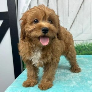 F1 Cavapoo Puppies