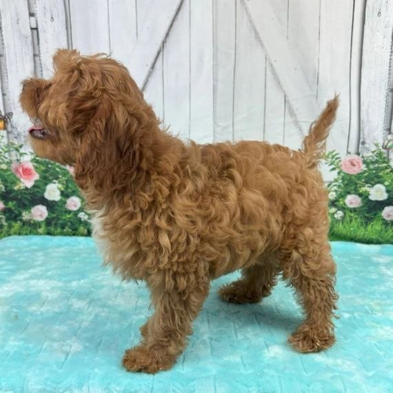 F1 Cavapoo Puppies
