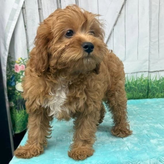 F1 Cavapoo Puppies